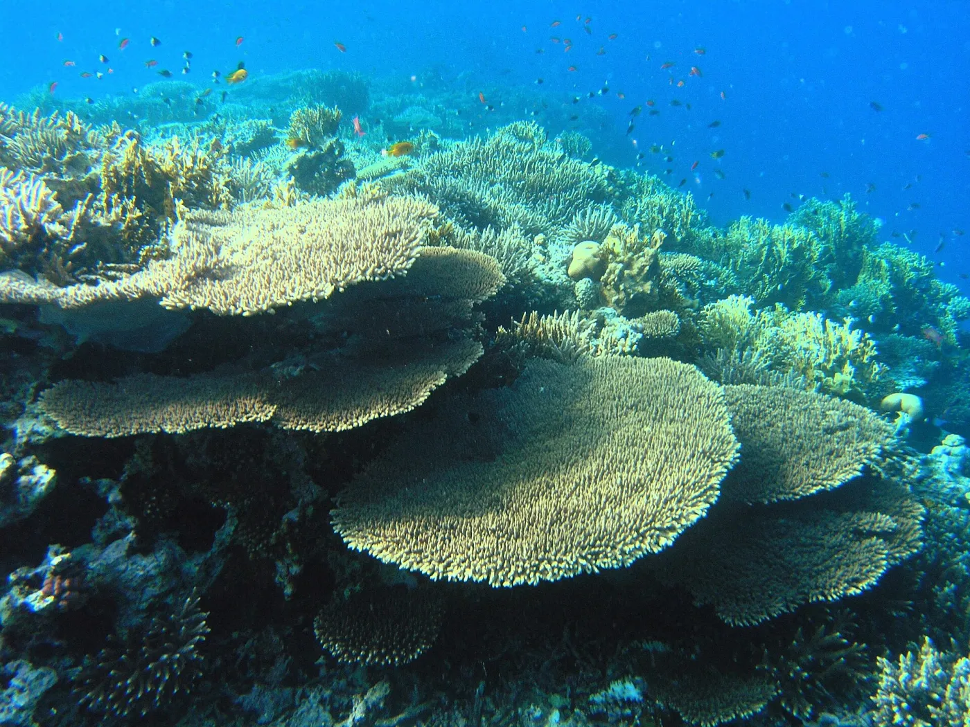 A diver swimming over a coral reef in Egypt's Red Sea