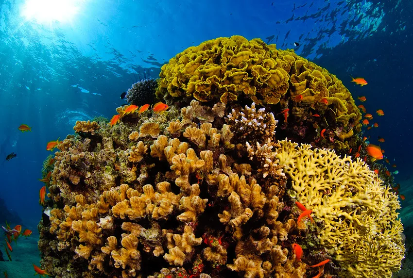 Diving the Red Sea: Egypt's Underwater World in Hurghada and Sharm El Sheikh