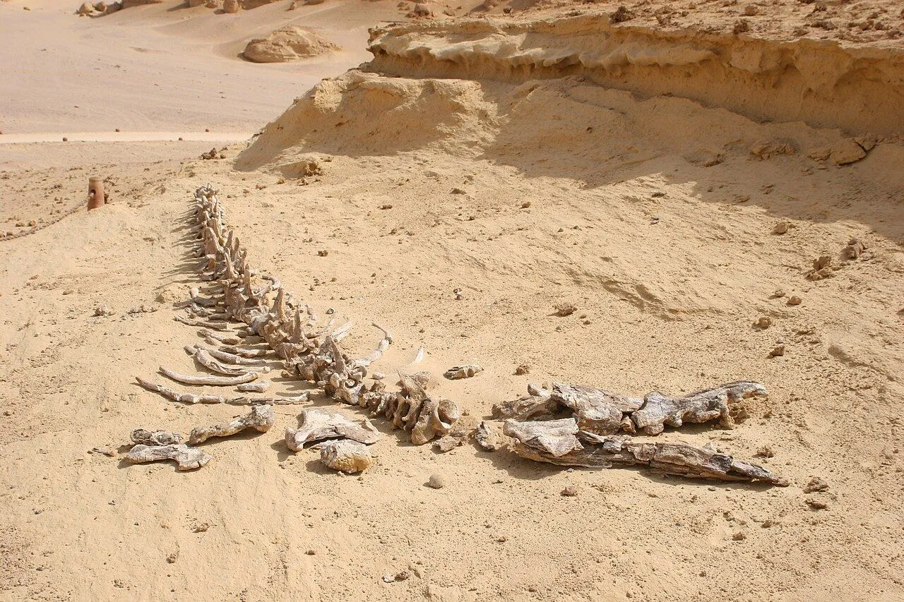 Fayoum Pottery Village & Qarun Lake Birdwatching Tour