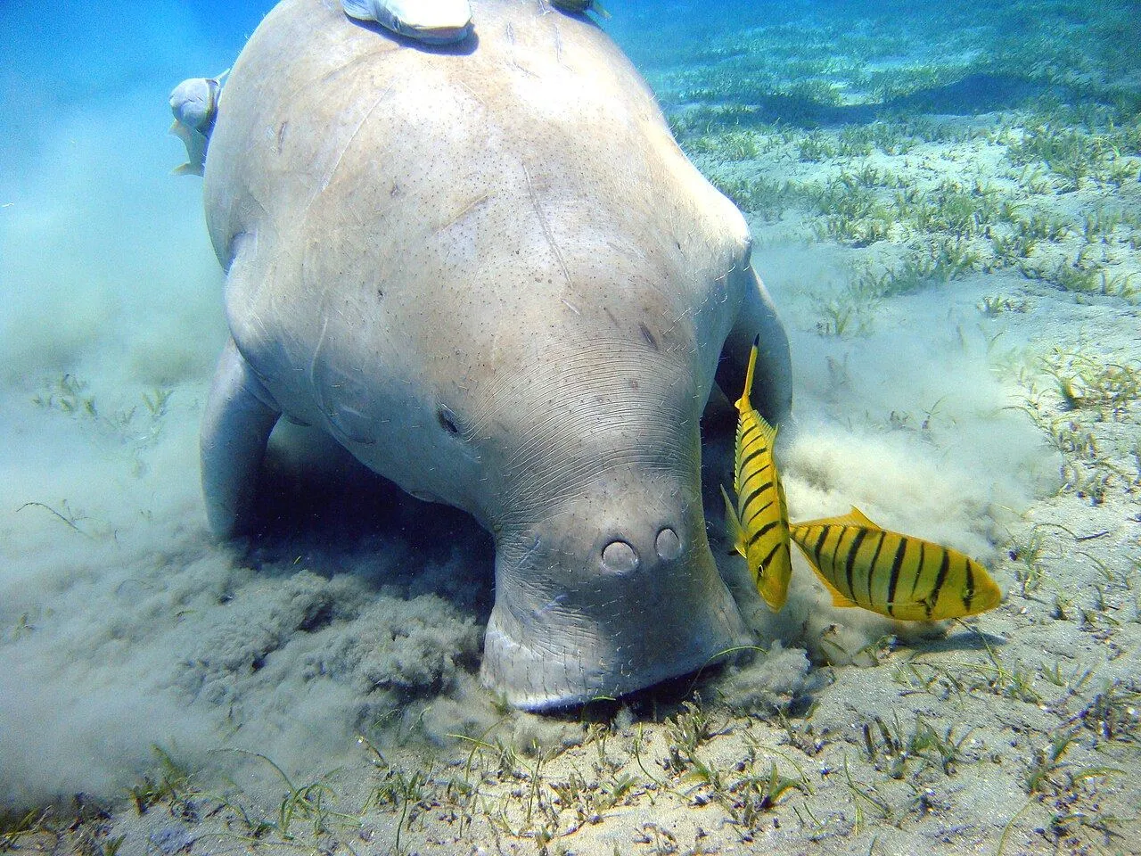 Dugong & Turtle Snorkeling Excursion, Marsa Alam