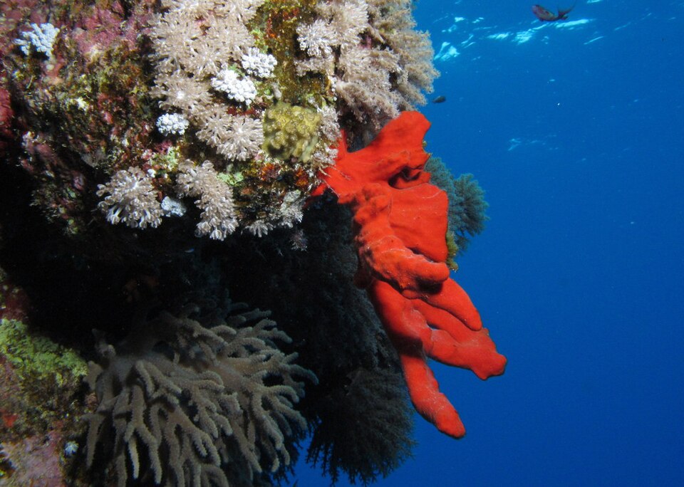 Red Sea Scuba Diving