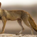 White-footed_fox_in_its_Desert_Habitat_cropped