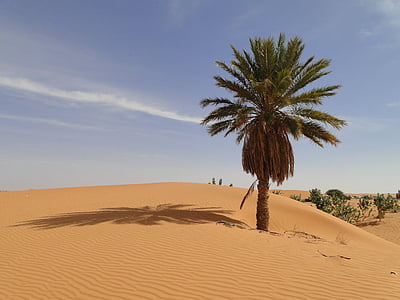 palm-desert-OASIS