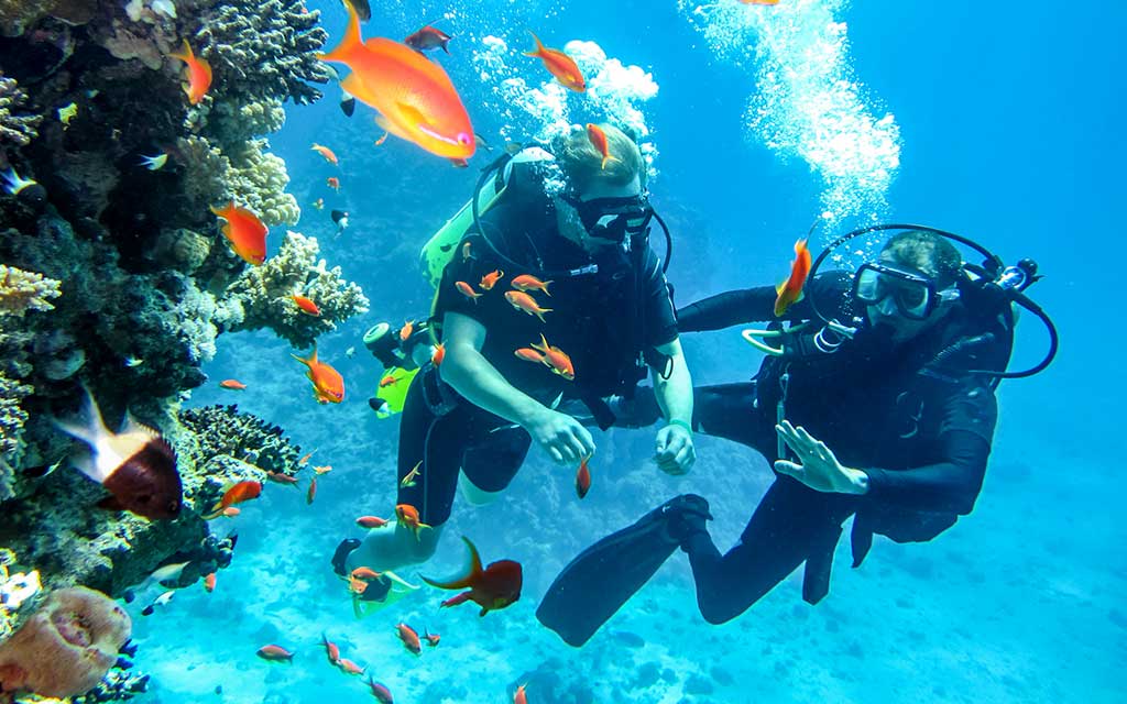 Scuba diving in Egypt Best dive sites Egypt Red Sea diving Sharm El Sheikh diving Hurghada diving Underwater paradise Egypt Coral reefs Egypt Marine life Egypt Reef sharks Egypt Soft corals Egypt Hard corals Egypt Egypt diving trips Egypt dive packages Dahab diving