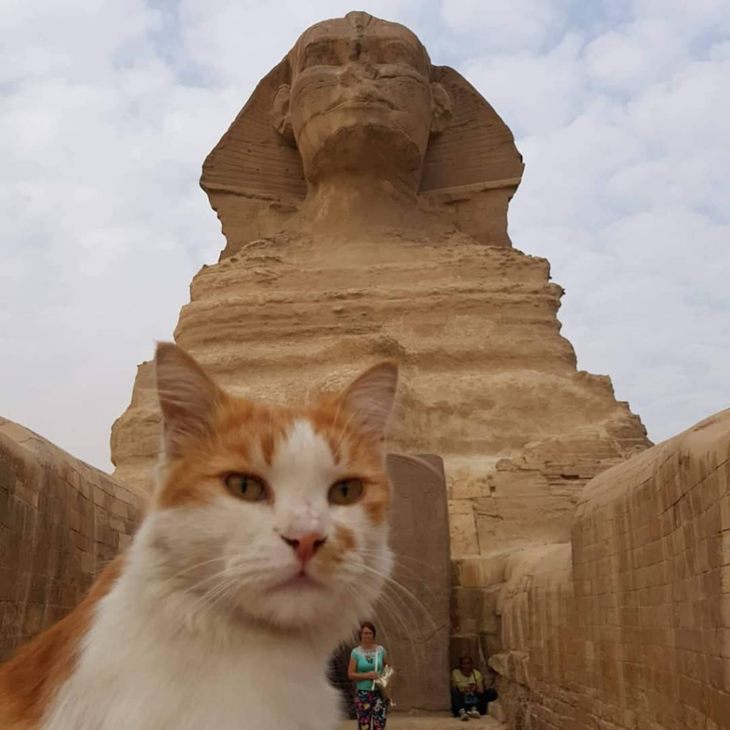 Cats in Ancient Egypt,
Revered Guardians,
Divine Companions,
Cultural Significance,
Mythology and Symbolism,
Household Guardians,
Cat Burials and Cemeteries,