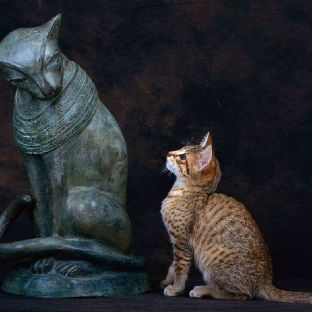 Cats in Ancient Egypt, Revered Guardians, Divine Companions, Cultural Significance, Mythology and Symbolism, Household Guardians, Cat Burials and Cemeteries,