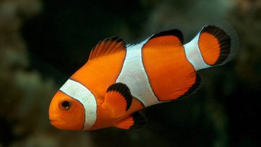 Red Sea Diving, Coral Gardens, Marine Ecosystems, Nocturnal Creatures, Bioluminescence, Thistlegorm Wreck, Underwater Photography, Dive Certifications, PADI Training, Ras Mohammed, Blue Hole Dahab
