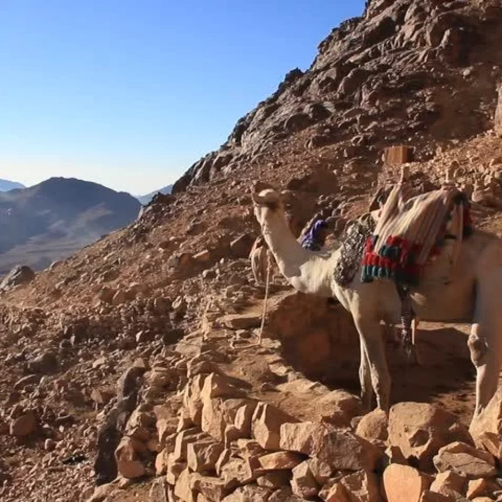 Camel Safaris to Mount Sinai ,
Sinai Desert Trek,
Bedouin Camel Journey,
Moses Mountain Adventure,
Sacred Sinai Expedition,
Biblical Desert Safari,
Sinai Wilderness Ride,
Mount Sinai Pilgrimage,
Desert Trail to Sinai,
Jebel Musa Trekking,
Sinai Nomadic Experience