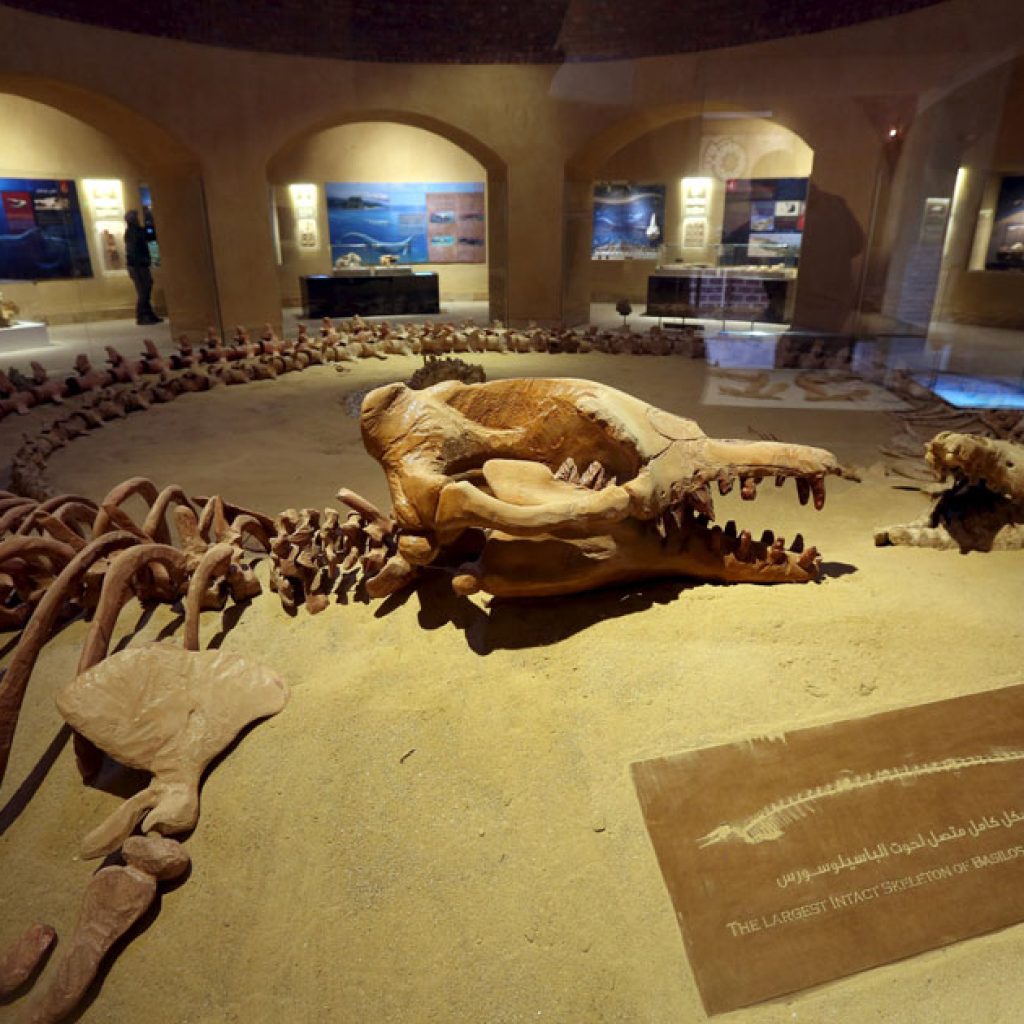 Wadi Al-Hitan,
Fossil Valley,
Eocene Epoch,
Basilosaurus Skeletons,
Dorudon Whales,
Prehistoric Marine Life,
Tethys Sea,
Whale Evolution,
Western Desert Paleontology,
Geological Heritage,
Ancient Ocean Ecosystem