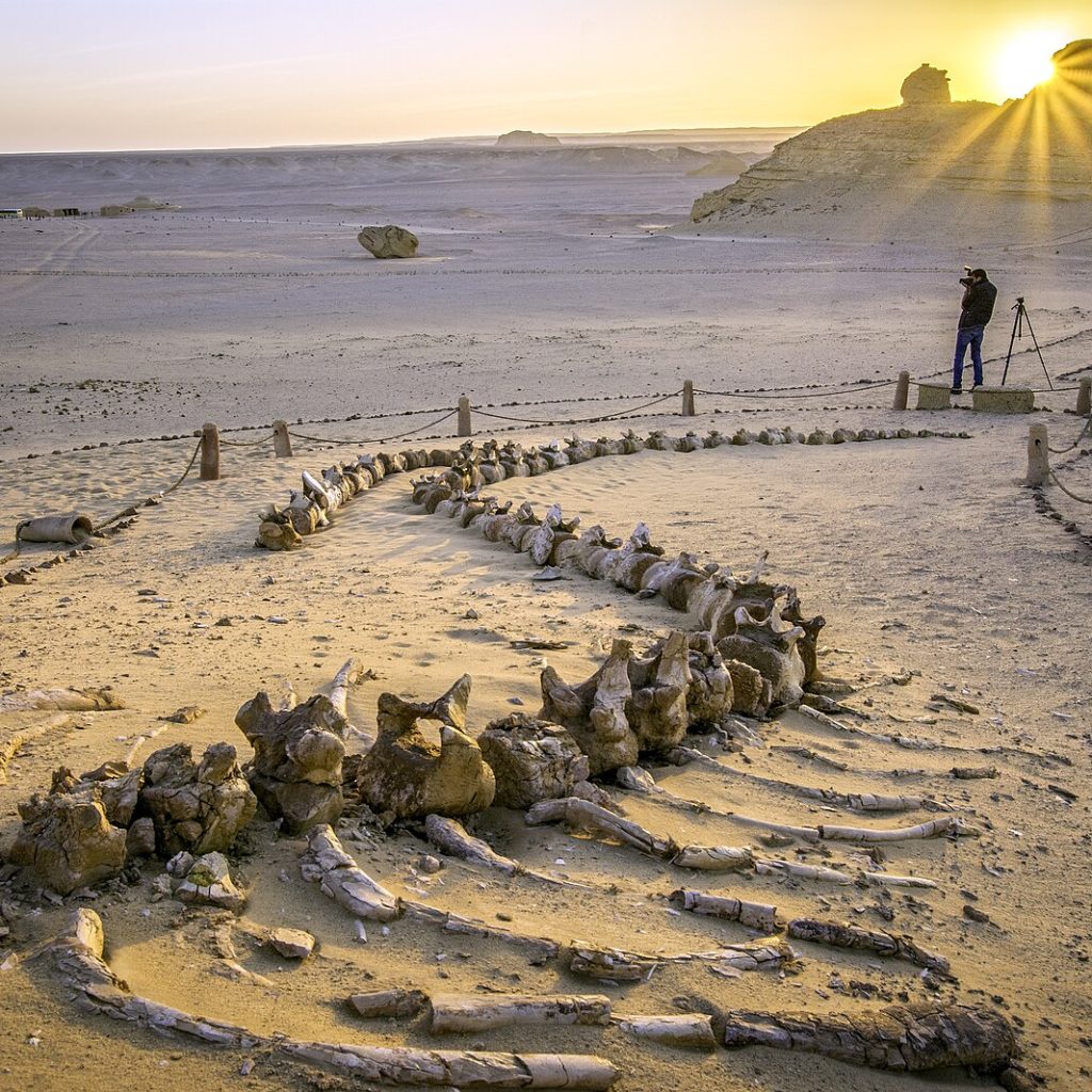 Wadi Al-Hitan,
Fossil Valley,
Eocene Epoch,
Basilosaurus Skeletons,
Dorudon Whales,
Prehistoric Marine Life,
Tethys Sea,
Whale Evolution,
Western Desert Paleontology,
Geological Heritage,
Ancient Ocean Ecosystem