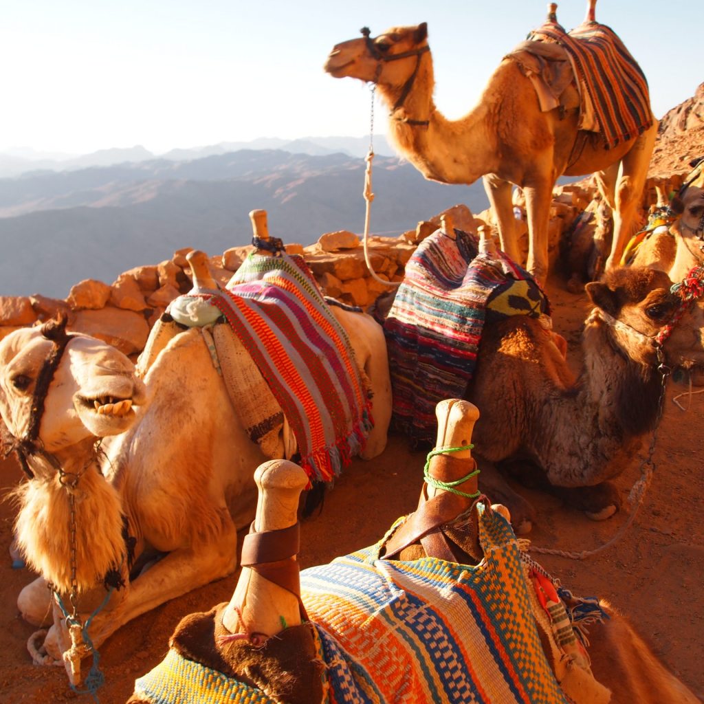 Camel Safaris to Mount Sinai ,
Sinai Desert Trek,
Bedouin Camel Journey,
Moses Mountain Adventure,
Sacred Sinai Expedition,
Biblical Desert Safari,
Sinai Wilderness Ride,
Mount Sinai Pilgrimage,
Desert Trail to Sinai,
Jebel Musa Trekking,
Sinai Nomadic Experience