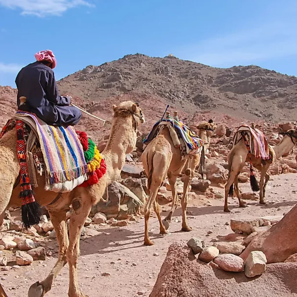 Camel Safaris to Mount Sinai ,
Sinai Desert Trek,
Bedouin Camel Journey,
Moses Mountain Adventure,
Sacred Sinai Expedition,
Biblical Desert Safari,
Sinai Wilderness Ride,
Mount Sinai Pilgrimage,
Desert Trail to Sinai,
Jebel Musa Trekking,
Sinai Nomadic Experience