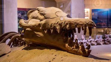 Wadi Al-Hitan, Fossil Valley, Eocene Epoch, Basilosaurus Skeletons, Dorudon Whales, Prehistoric Marine Life, Tethys Sea, Whale Evolution, Western Desert Paleontology, Geological Heritage, Ancient Ocean Ecosystem