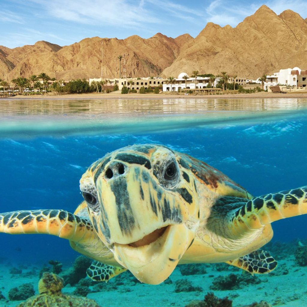 Hurghada, Red Sea resort town, Desert safaris Hurghada, Coral reef diving Hurghada, Luxurious beachfront resorts, Hurghada nightlife experiences, Snorkeling trips Hurghada, Giftun Island excursion, Hurghada bazaar shopping, Mahmya Island Hurghada, Bedouin village tours,