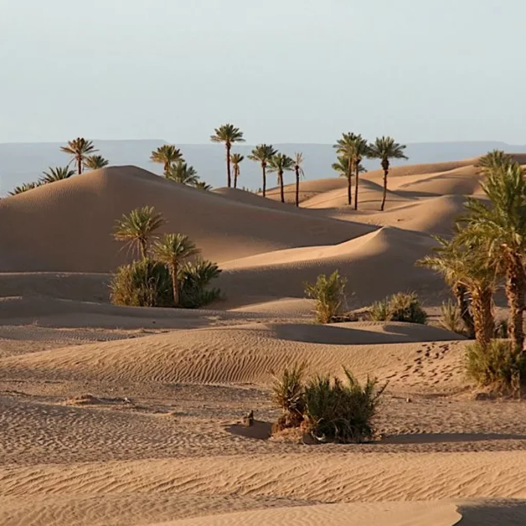 Oasis,
Desert refuge,
Water source,
Green sanctuary,
Fertile desert land,
Oasis ecosystem,
Desert flora,
Natural springs,
Bedouin culture,
Desert agriculture,
Oases in Egypt
