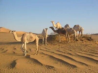 THE DESERT IN EGYPT